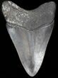 Serrated, Megalodon Tooth - Georgia #37860-2